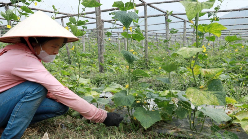 Chuyển đổi cơ cấu cây trồng đem lại thu nhập ổn định cho người dân ở Than Uyên (Lai Châu).