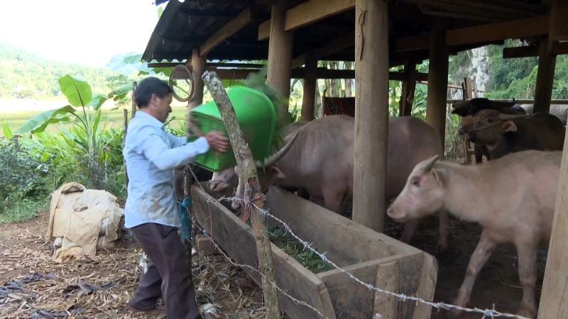 Người dân nhốt gia súc và chuẩn bị nguồn thức ăn trong những ngày giá rét để bảo đảm an toàn cho vật nuôi.