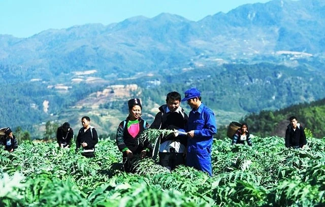 Trồng cây dược liệu trên đất dốc ở tỉnh Lào Cai.