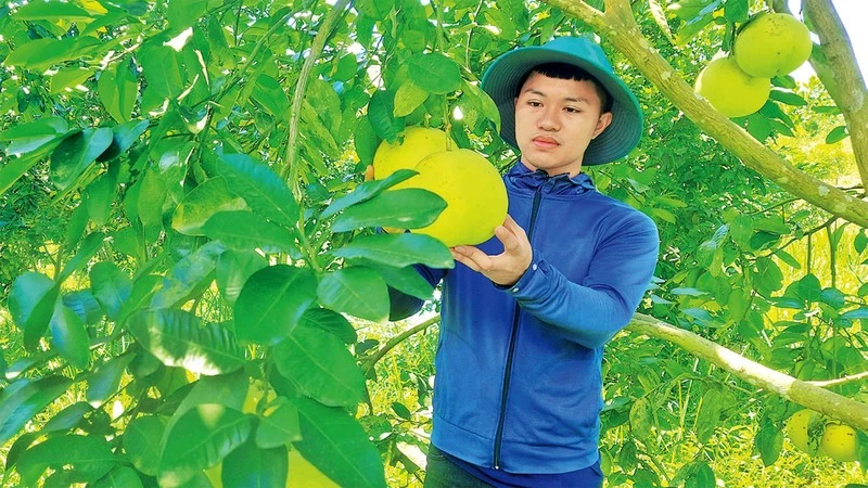 Anh Trương Quốc Việt trong vườn bưởi rộng hơn 10 ha ở xã Kim Hóa, huyện Tuyên Hóa (Quảng Bình).