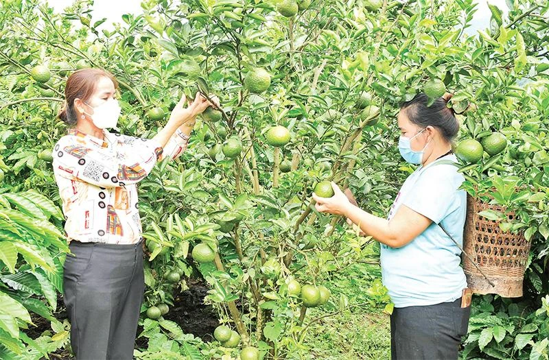 Mô hình trồng cây ăn quả xen cà-phê của người dân xã Ngọc Wang (huyện Đăk Hà, tỉnh Kon Tum) cho năng suất tốt, góp phần nâng cao thu nhập. (Ảnh HOÀI TIẾN)