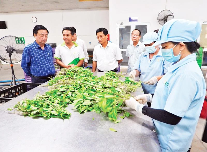 Đoàn công tác Bộ Nông nghiệp và Phát triển nông thôn khảo sát sản xuất rau sạch tại trang trại WinEco tại huyện Củ Chi. (Ảnh TRẦN TRUNG)