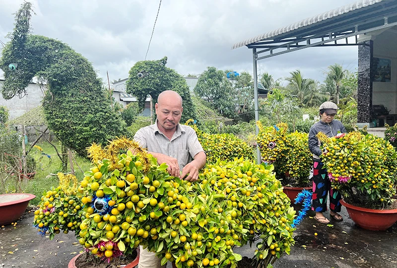 Gia đình ông Nguyễn Văn Dị (huyện Chợ Lách, tỉnh Bến Tre) tạo dáng cây quất hình linh vật bán trong dịp Tết.