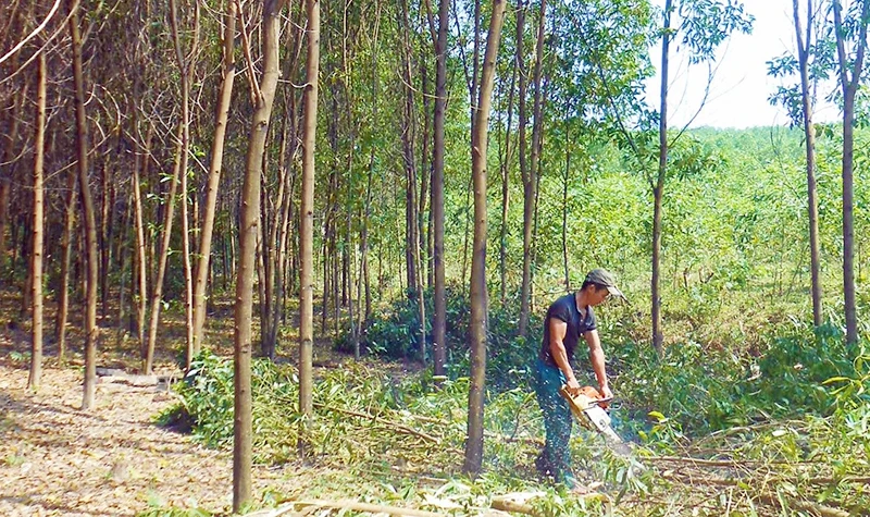 Tỉa thưa cây để hình thành rừng cây gỗ lớn theo tiêu chuẩn FSC ở huyện Lệ Thủy.