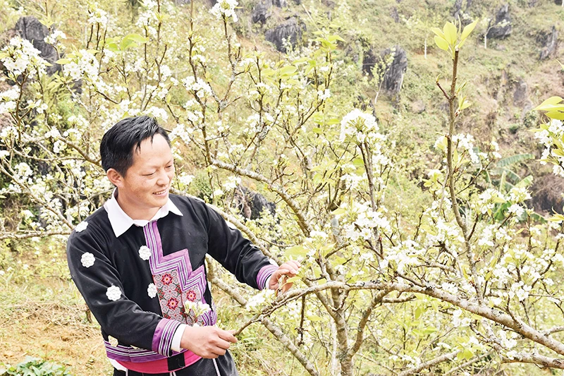 Tráng Seo Xà bên vườn lê của gia đình ở xã Quan Hồ Thẩn, huyện Si Ma Cai (Lào Cai).