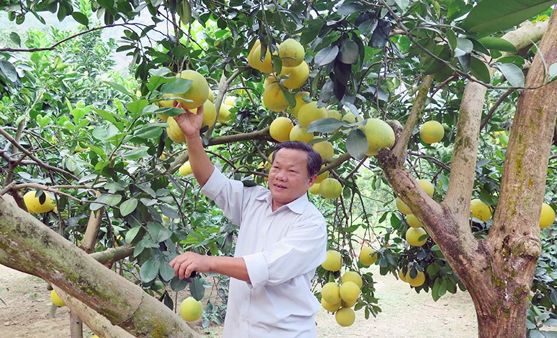 Quả bưởi Diễn trồng ở xã Nhật Tiến, Hữu Lũng (Lạng Sơn) đã được Cục Bảo vệ thực vật (Bộ Nông nghiệp và Phát triển nông thôn) cấp mã số vùng trồng xuất khẩu sang Mỹ.