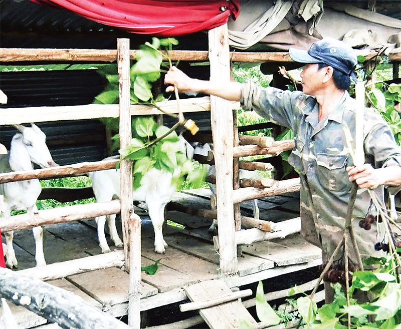 Phát triển chăn nuôi dê nhốt chuồng tại xã Đăk Pxi, huyện Đăk Hà.