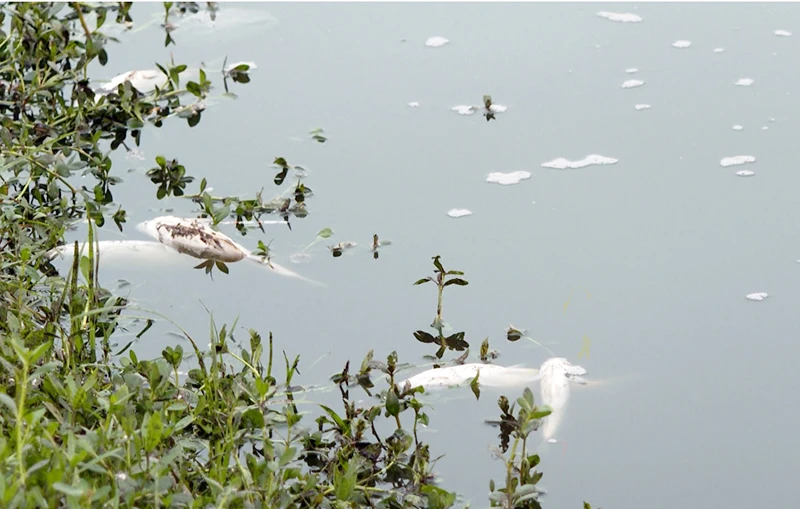 Cá chết tại hồ điều hòa Văn Miếu Bắc Ninh.