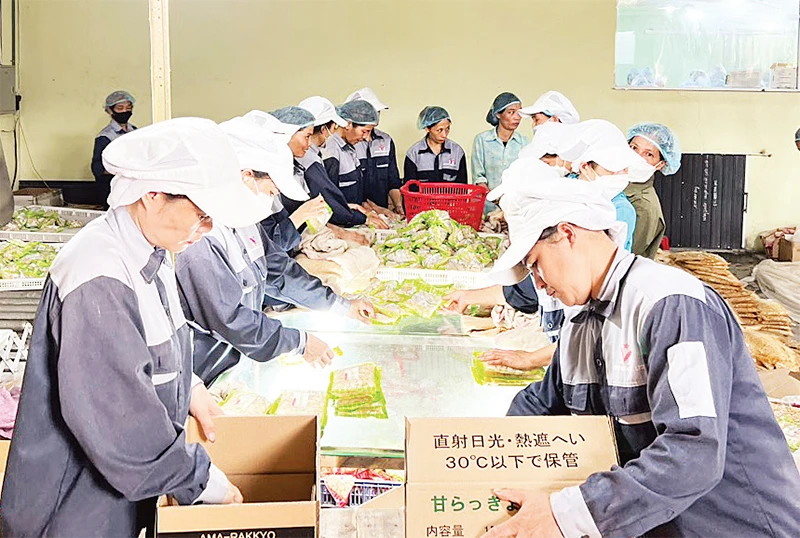 Chế biến nông sản xuất khẩu sang Nhật Bản tại Công ty TNHH Việt Nam Misaki, Khu công nghiệp Thanh Bình.