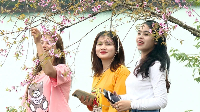 Hoa anh đào Nhật Bản nở rộ ở Vĩnh Sơn thu hút nhiều du khách đến tham quan.