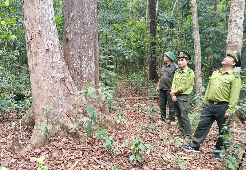Cán bộ kiểm lâm huyện Vĩnh Thạnh thường xuyên kiểm tra, kiểm soát, quản lý rừng phòng hộ.