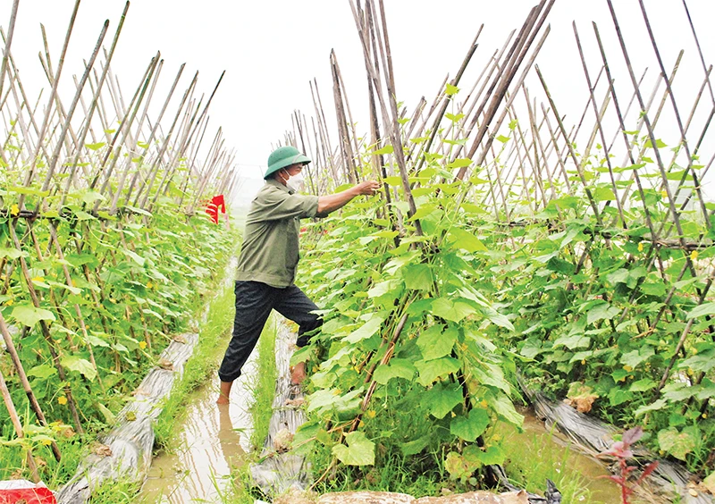Mô hình trồng rau hữu cơ tại xã Trung Giãn, huyện Sóc Sơn.