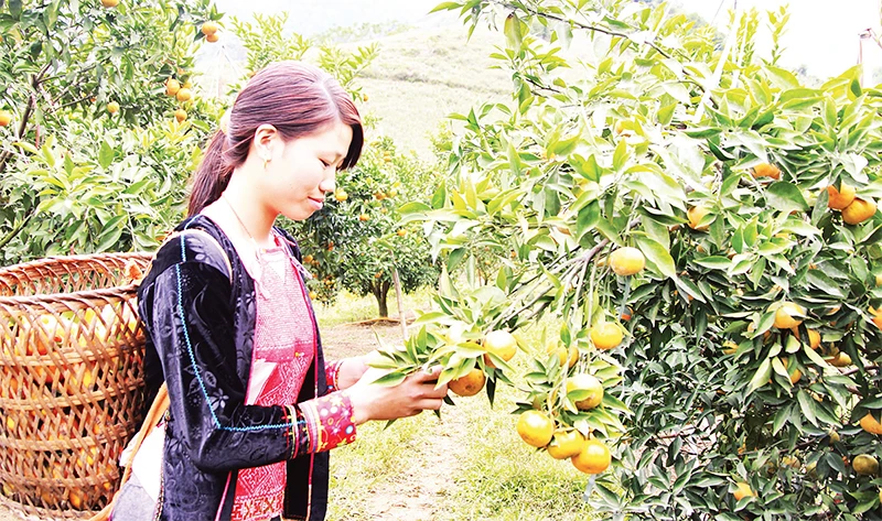 Mô hình trồng cây ăn quả trên đất dốc tại bản Khe Lành, xã Mường Thải, huyện Phù Yên (Sơn La).