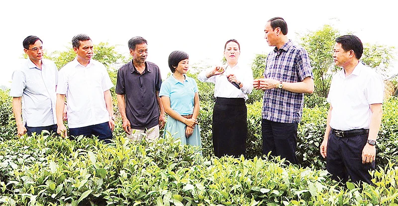 Lãnh đạo tỉnh Phú Thọ và huyện Thanh Ba thăm vùng nguyên liệu trồng chè búp tím đặc sản.