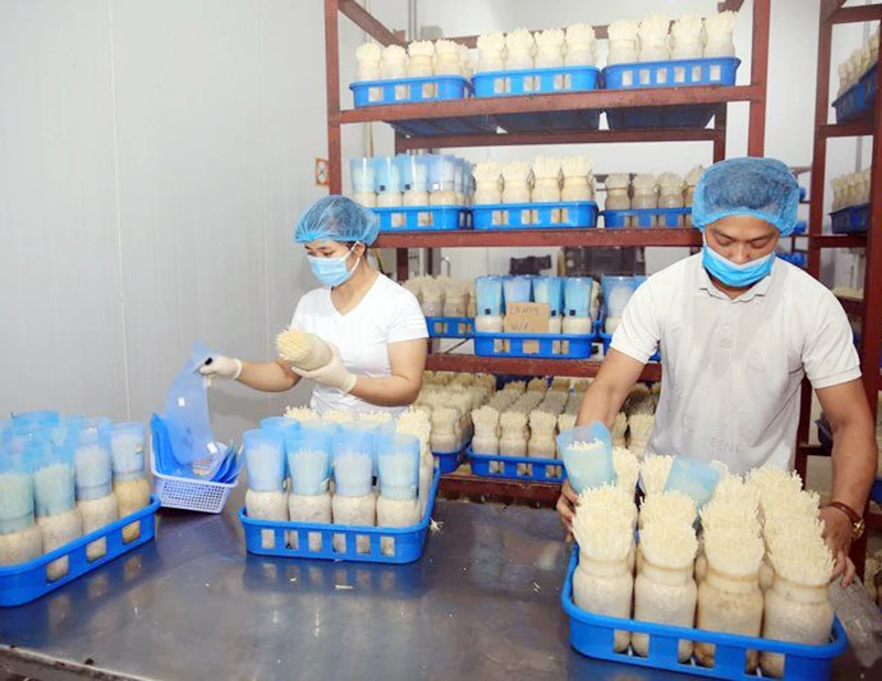 Sản xuất nấm ứng dụng công nghệ cao tại Công ty TNHH Xuất nhập khẩu Kinoko Thanh Cao (huyện Mỹ Đức, Hà Nội).