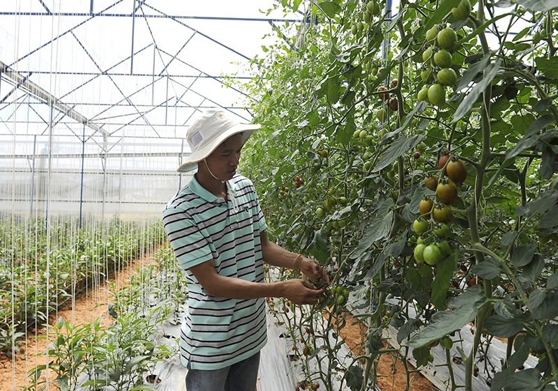Mô hình trồng cà chua sạch ứng dụng công nghệ cao tại trang trại Định Farm ở thành phố Đà Lạt (Lâm Đồng). (Ảnh DUY LINH) 