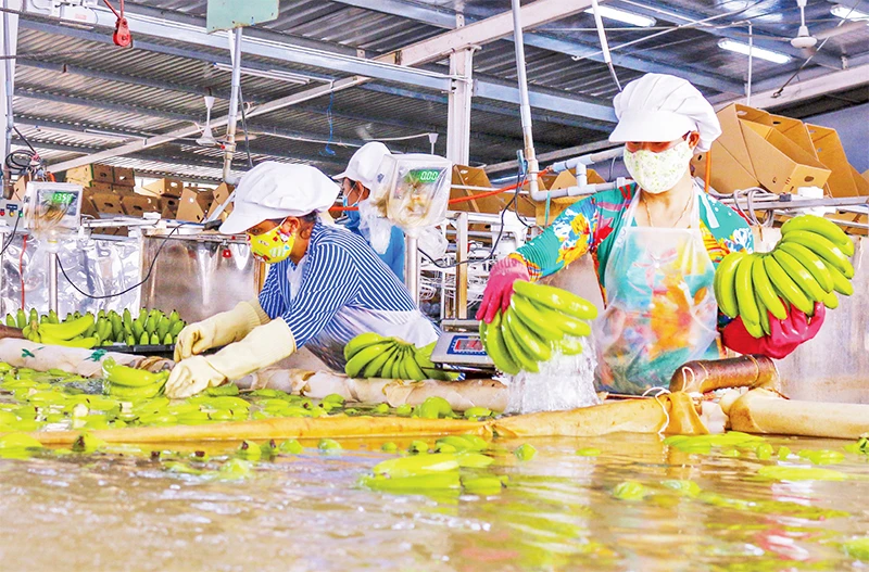 Sơ chế chuối tại Công ty cổ phần Nông nghiệp U&I (Unifarm) ở huyện Phú Giáo, tỉnh Bình Dương. 