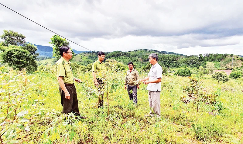 Lực lượng Kiểm lâm tỉnh Kon Tum hướng dẫn người dân chăm sóc cây rừng.
