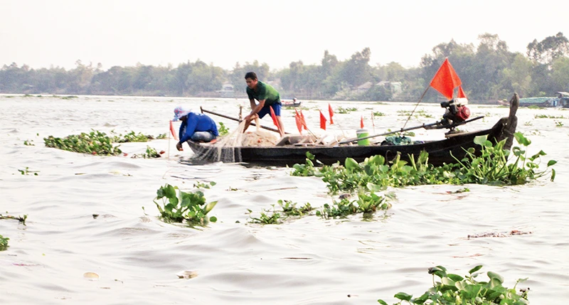Ngư dân kéo lưới bắt cá bông lau trên sông Vàm Nao.