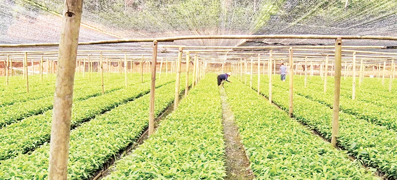 Nhiều hộ nông dân ở xã Kim Đồng, huyện Tràng Định, tỉnh Lạng Sơn xây dựng vườn ươm giống cây quế, hồi.