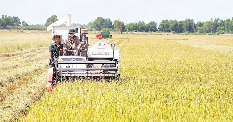 Thu hoạch lúa trên cánh đồng liên kết của Công ty cổ phần Tập đoàn Lộc Trời. (Ảnh HÀ ANH)