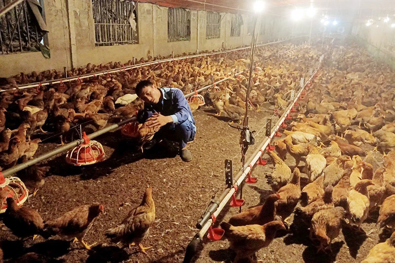 Trang trại chăn nuôi gà của anh Trịnh Tiến Toàn (thị trấn Bình Mỹ, huyện Bình Lục, tỉnh Hà Nam).