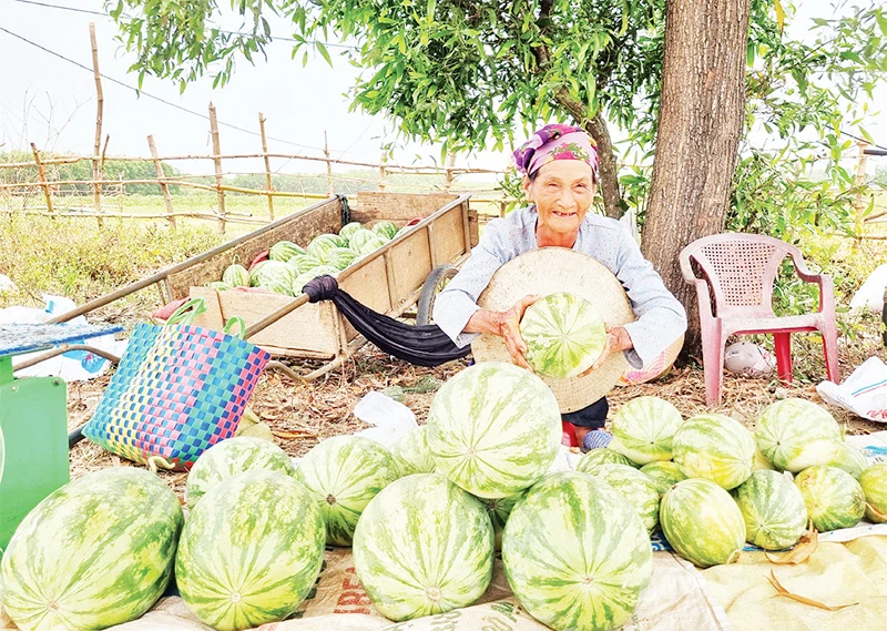 Nông dân xã Vĩnh Tú thu hoạch dưa hấu để bán ngay trên đồng ruộng.