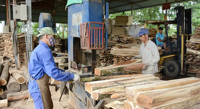 Sản xuất dăm gỗ xuất khẩu tại Công ty cổ phần Tavico (Đồng Nai).