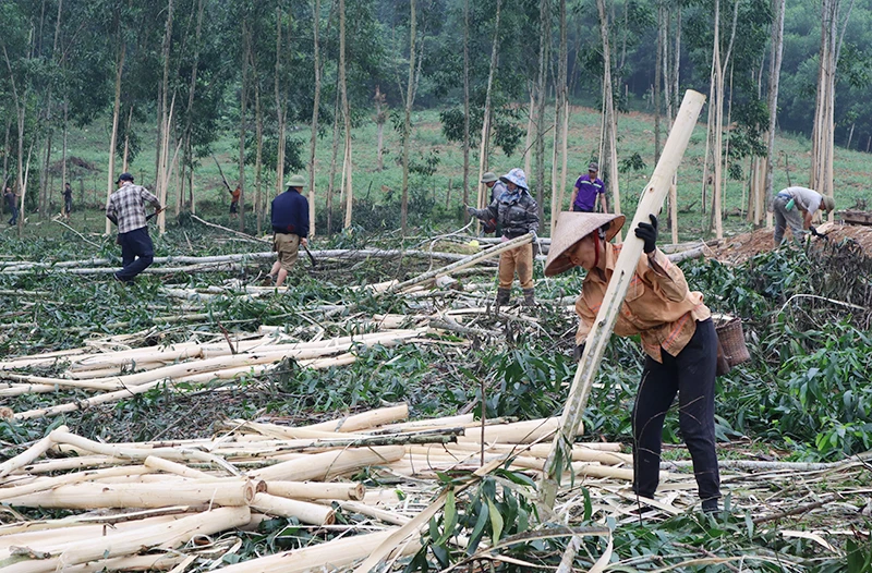 Thu hoạch keo ở huyện Con Cuông.