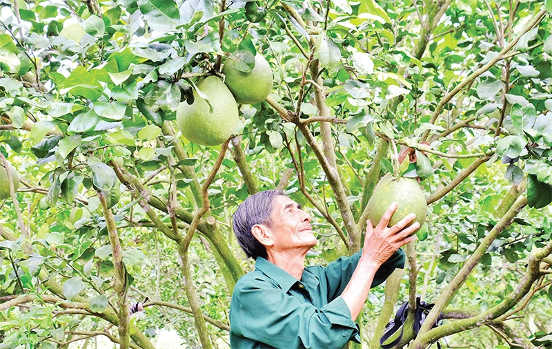 Được Đảng và Nhà nước quan tâm hỗ trợ, các hộ gia đình có công với cách mạng ở Bình Phước có điều kiện làm kinh tế, nâng cao chất lượng cuộc sống. 