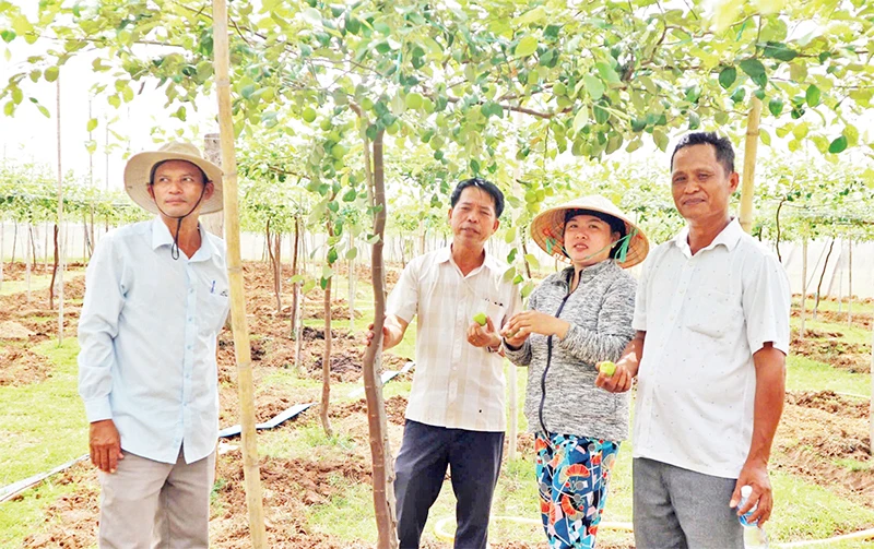 Cán bộ Quỹ Hỗ trợ nông dân tỉnh Ninh Thuận kiểm tra, xác định hiệu quả "Dự án hỗ trợ trồng táo liên kết theo chuỗi giá trị tại thôn Nha Húi, xã Mỹ Sơn, huyện Ninh Sơn".