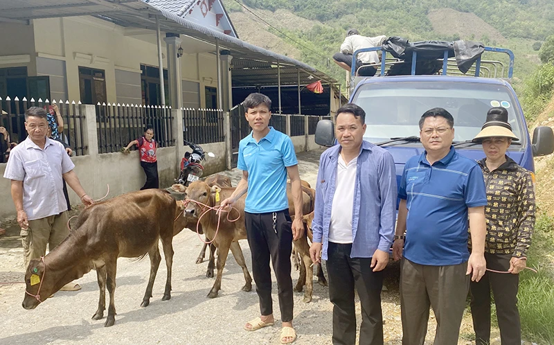 Đại diện Phòng Dân tộc huyện Thuận Châu, tỉnh Sơn La trao bò giống tặng đồng bào dân tộc La Ha, xã Liệp Tè.