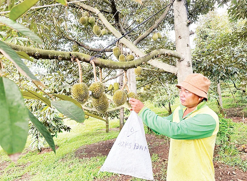 Nông dân xã Sơn Bình, huyện Khánh Sơn (Khánh Hòa) chăm sóc cây sầu riêng. 