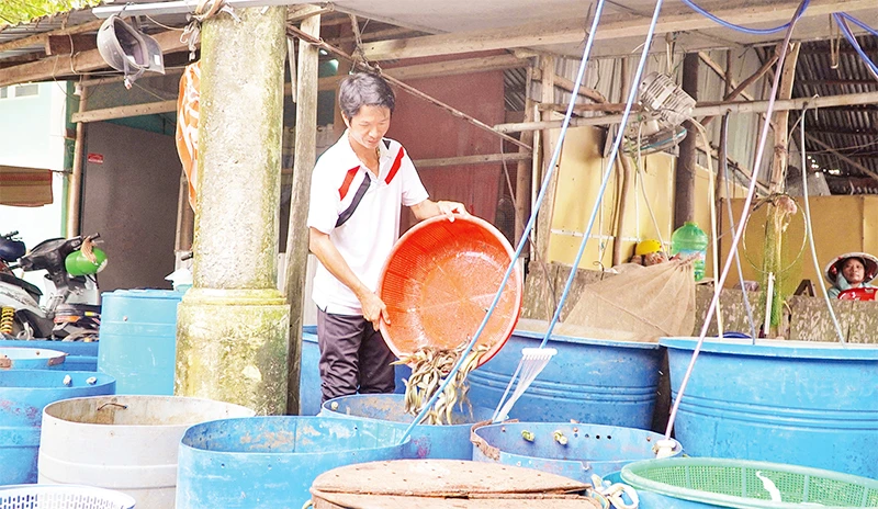 Nông dân mang cá ra chợ cá đồng Trường Xuân bán lại cho chủ vựa.