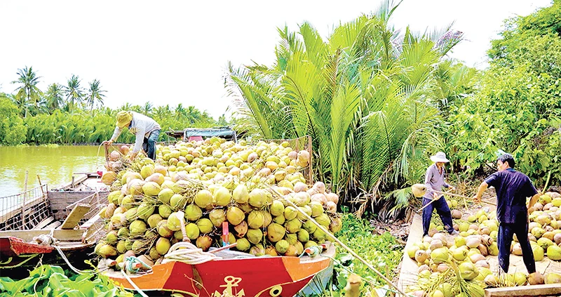 Cánh đồng dừa hữu cơ ở Trà Vinh.