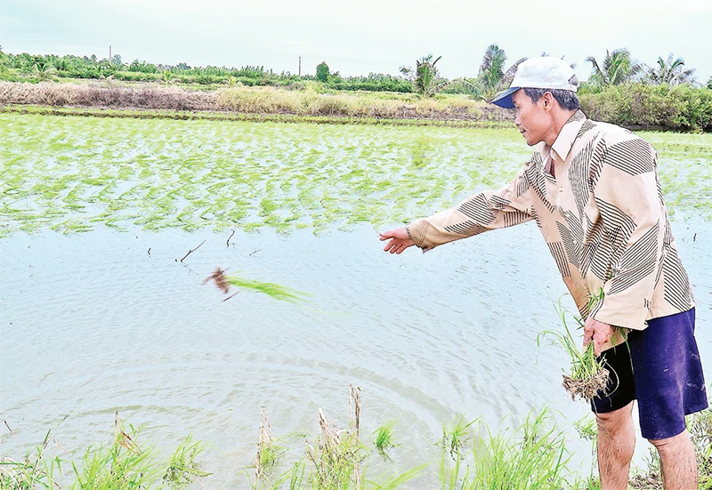 Nhà nông xã Trí Lực (huyện Thới Bình, tỉnh Cà Mau) ném mạ non xuống ruộng thay vì khom lưng cấy mạ theo cách truyền thống.