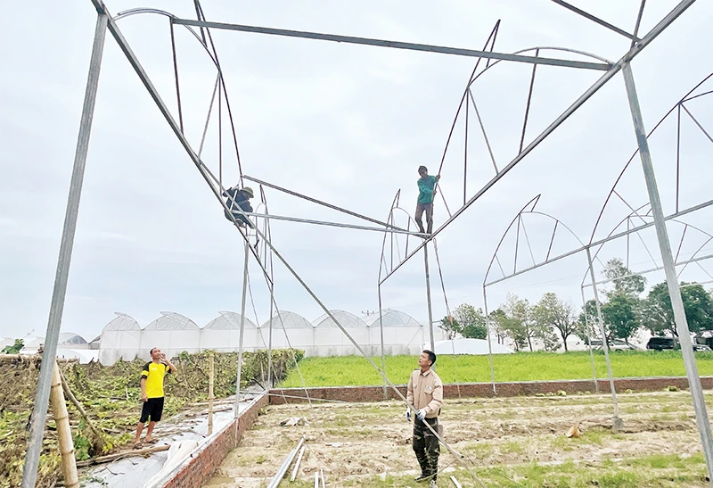 Nông dân Hợp tác xã Tân Minh Đức dựng lại nhà màng, nhà lưới bị hư hỏng do bão số 3.