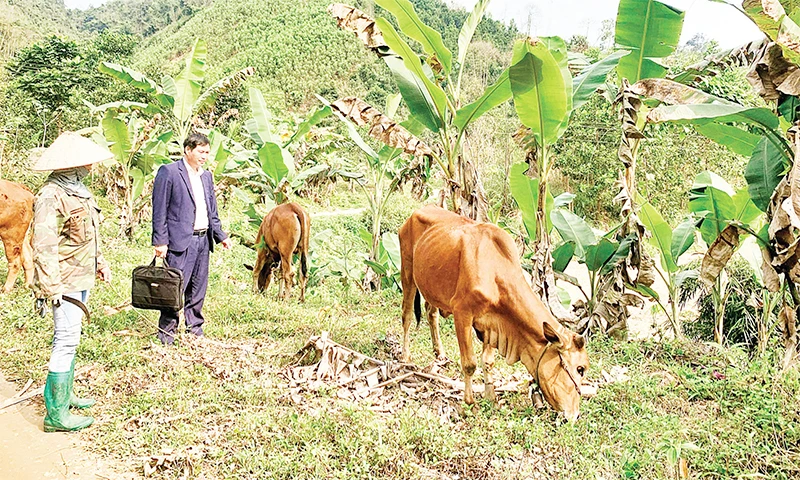 Đến nay, Dự án hỗ trợ chăn nuôi bò sinh sản ở hai xã Tân Dương và Tân Định, huyện Định Hóa có hơn 87% số bò cái đã sinh bê con.