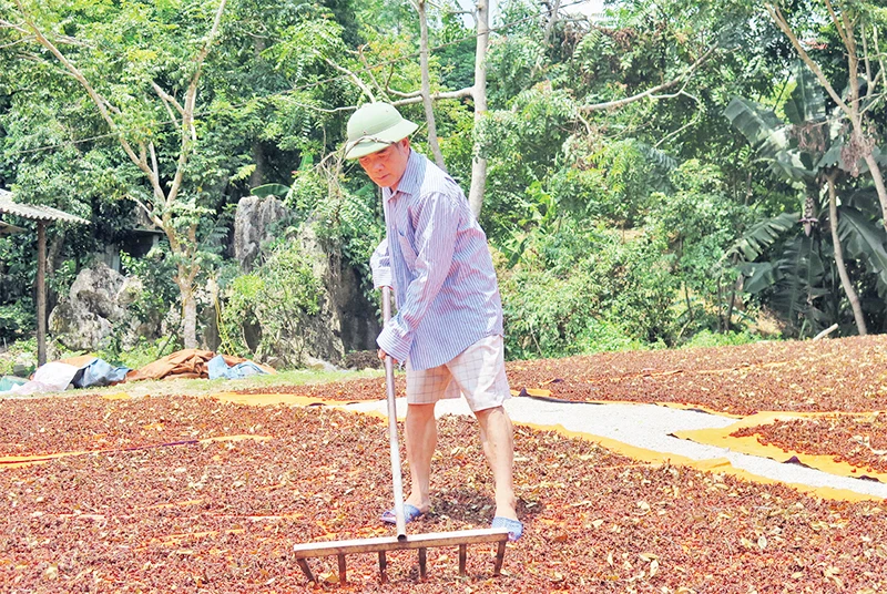 Người dân ở huyện Bình Gia (Lạng Sơn) thu hoạch hoa hồi, phơi khô phục vụ xuất khẩu.