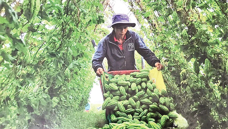 Nông dân huyện Xuân Lộc thu hoạch khổ qua.