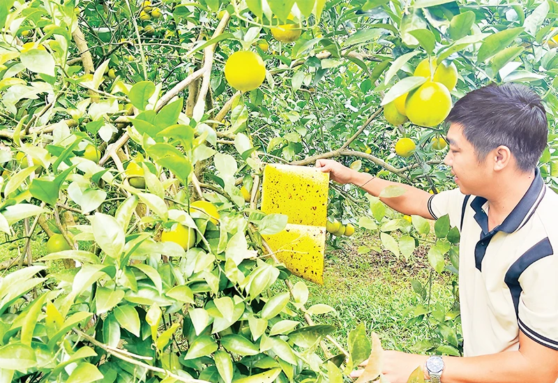 Người lao động đặt bẫy côn trùng bảo đảm vườn cam theo tiêu chuẩn VietGAP.