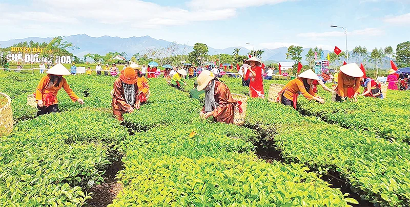 Thi hái chè tại Lễ hội Trà Đường Hoa, huyện Hải Hà (Quảng Ninh).