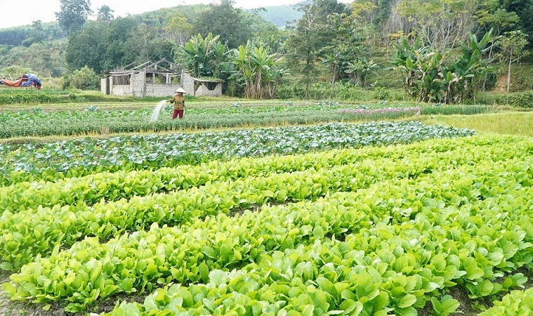 Trồng rau sạch tăng thêm thu nhập cho người dân xóm Hải Lâm (Mường Nọc).