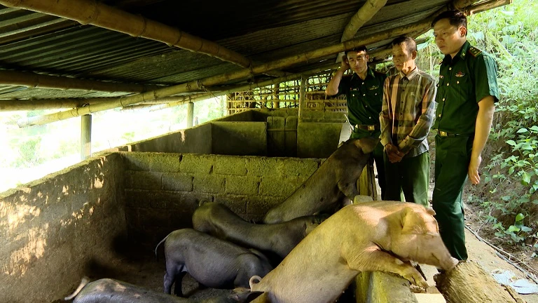 Nhờ được hỗ trợ lợn giống cùng hướng dẫn kỹ thuật, gia đình ông Lương Văn Cương ở bản Khe Nà phát triển chăn nuôi tốt, tạo thu nhập ổn định.