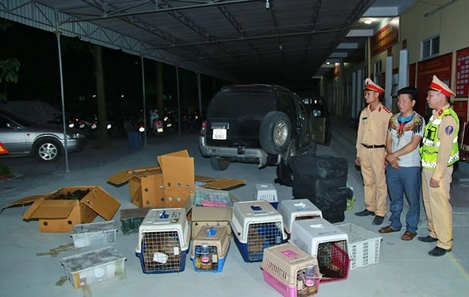 Qua kiểm tra, lực lượng chức năng phát hiện 420 cá thể động vật hoang dã bị nhốt trong các thùng hàng để vận chuyển.