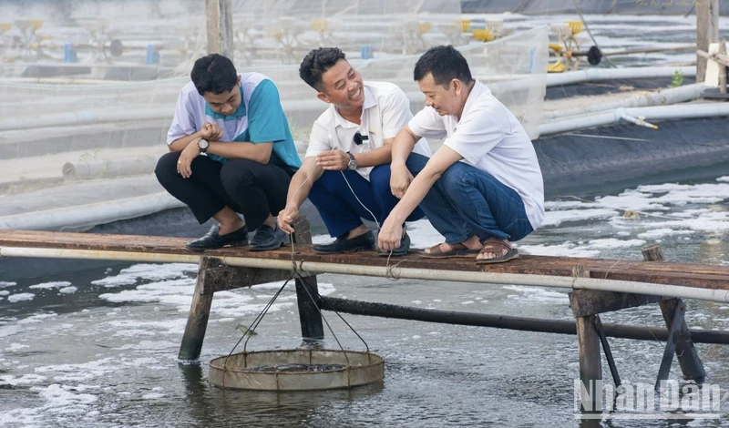 "Tiến sĩ chân đất, bác sĩ tôm" Lê Anh Xuân (giữa) thường xuyên trao đổi với các cộng sự về việc áp dụng khoa học-công nghệ nuôi tôm. (Ảnh: TRỌNG DUY)
