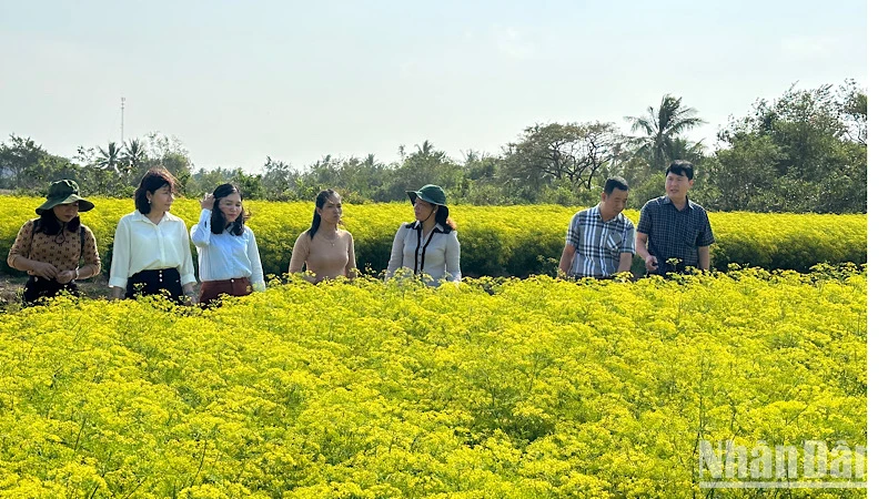 Nhiều hộ Khmer ở xã Vĩnh Trạch Đông (thành phố Bạc Liêu) trồng các loại rau thơm đem lại hiệu quả kinh tế cao. Ảnh: TRỌNG DUY