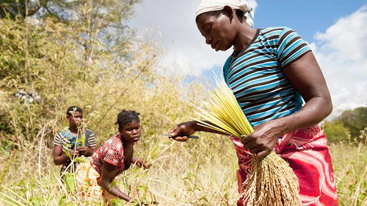 Hạn hán khiến nhiều quốc gia châu Phi thiếu lương thực. Ảnh: AP