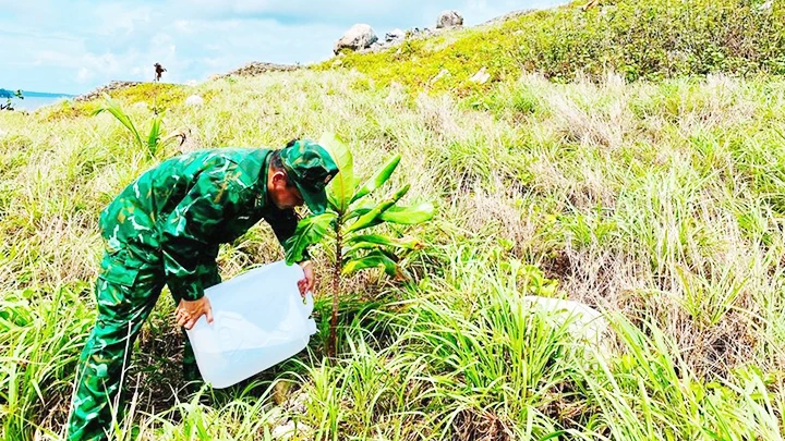 Mỗi lần trồng trăm cây, sống độ 13 là cũng coi như thành công. Ảnh: MAI NGUYÊN