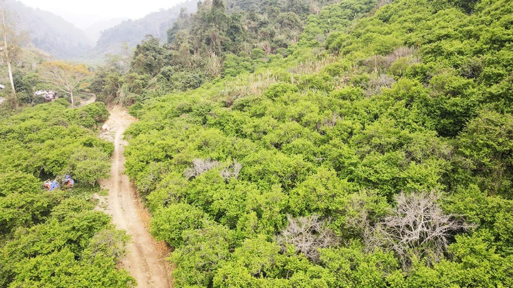 Một đồi mơ xanh đang kỳ đậu quả.